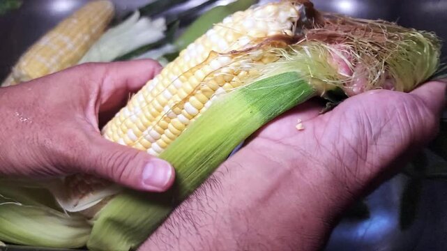Removing the corn husk or husking peeling away the inedible green outer leaves and the stringy silk to expose the edible kernels on the cob