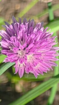Close view of a purple flower among green leaves in a garden during daytime