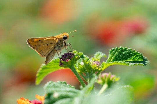 Close up of a fiery skipper butterfly resting on lantana flower buds with a soft colorful background