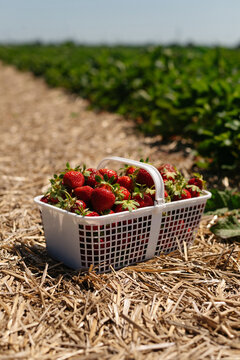 Freshly picked organic strawberries in a basket on a farm during harvest season.