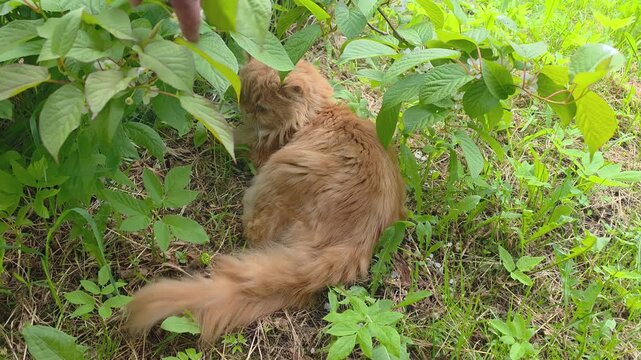 Cat plays in green bush and explores the ground in a backyard on a sunny day