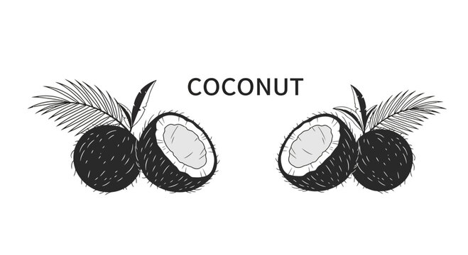 Hand drawn coconut fruit illustration with palm leaves sketch.