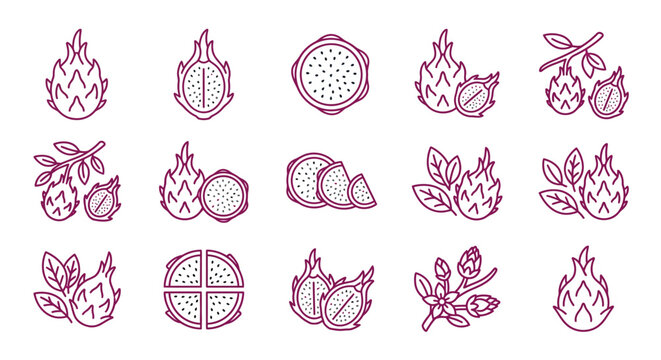 Dragon fruit pitaya line art icon collection.