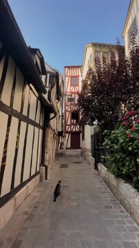 cat in a yard with traditional french houses in rouen