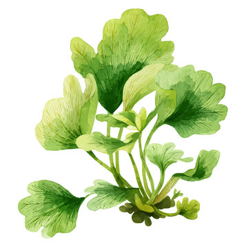 Water Fern, realistic watercolor artwork on white background