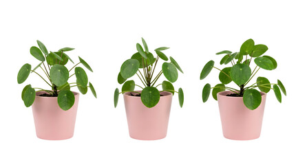 Fototapeta premium Three identical potted money plant epipremnum pothos arranged side by side.