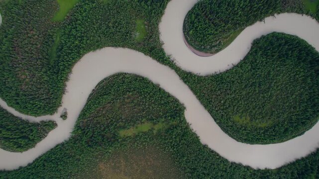 Aerial tracking shot of winding river meandering through dense forest wetland from top down Altai.