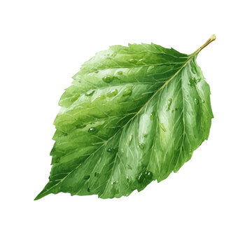 Hackberry Leaf, watercolor clipart isolated on white background