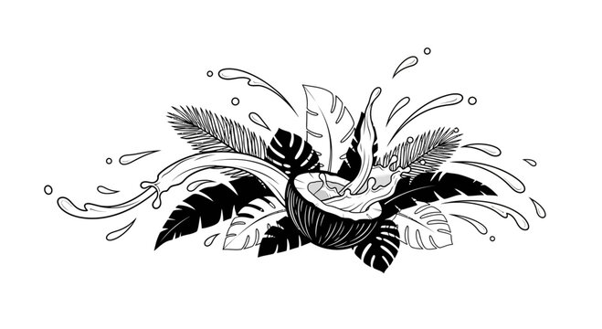 Hand drawn coconut with tropical palm leaves and water splashes illustration.
