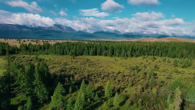 Aerial tracking shot yurt gathering with vehicles on grassy plain near forest and distant Altai mountains slow pan.