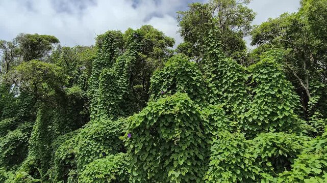 Azores, Faial Island, Portugal. Dense climbing vegetation covering trees in a lush subtropical landscape, showcasing the rich greenery and wild nature of the island.