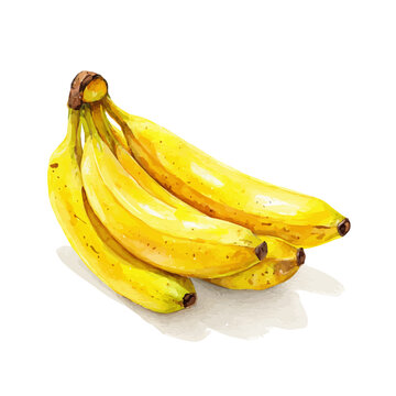 String Of Bananas, watercolor illustration isolated on white background