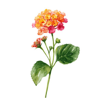 Lantana Flower, watercolor illustration isolated on white background