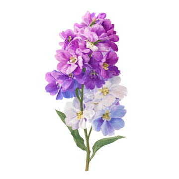 Matthiola Stock, watercolor design element isolated on white background