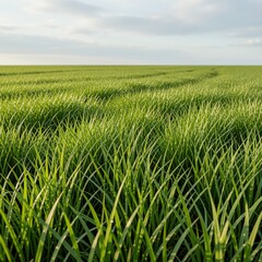 Fototapeta premium Fresh green grass meadow background