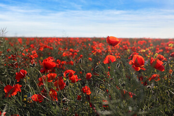 Fototapeta premium Red poppy flowers under blue sky. Picturesque view