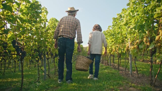 Rear view of senior Caucasian man and boy walking between grape vines and carrying baskets in vineyard. Grandfather and grandson harvesting grapes on farm. Family wine growing lifestyle. Back view.