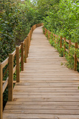 Obraz premium Wooden boardwalk path stretching through a lush green forest leading forward