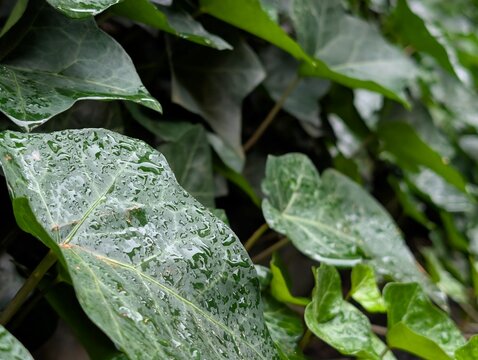 Close-up of ivy leaves on a wall