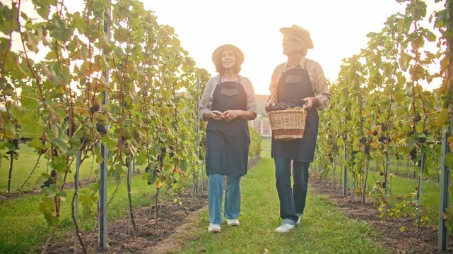 Senior Caucasian couple walking in vineyard and carrying wicker basket with ripe grapes. Elderly man and woman wearing aprons during harvest. Wine growing agriculture and rural lifestyle outdoors.