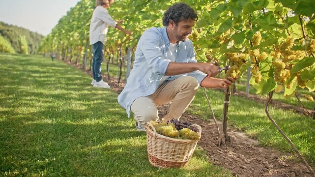 Smiling Caucasian man crouching in vineyard and cutting white grapes near wicker basket. Male farmer harvesting fruit from vine while woman working in background. Wine growing lifestyle outdoor.