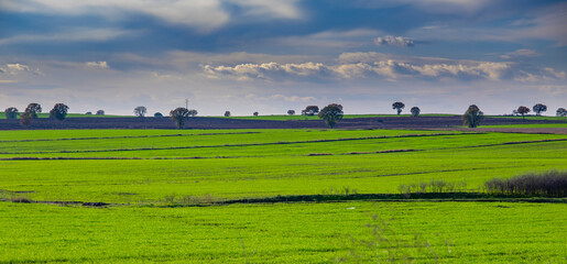 Naklejka premium Vibrant green agricultural fields under a dramatic blue cloudy sky in spring
