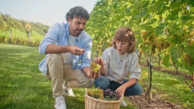 Caucasian father and son sitting near grape vines and holding bunch of white grapes. Man and boy picking fruit beside wicker basket in vineyard. Family wine harvest and rural lifestyle outdoors.