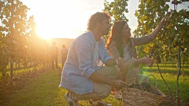 Caucasian man and woman crouching in sunny vineyard at sunset and picking dark grapes near wicker basket. Couple harvesting fruit between green vines. Rural wine growing lifestyle outdoors.