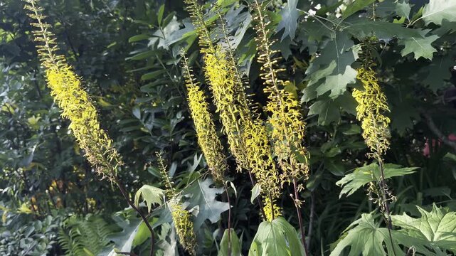 Ligularia przewalskii, also commonly known as bigleaf ligularia or serrated-leaf ragwort.It is a hardy perennial typically grown in shade or part shade and requires moist, damp soil to thrive.