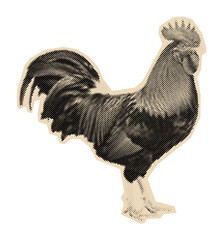 Vintage rooster illustration of a proud farm animal, rendered in a classic monochrome halftone or engraving art style for a retro look © Mr. Stocker
