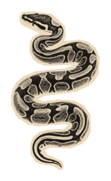 Ball python snake illustration in a vintage halftone engraving style, a monochrome drawing of the coiled wild reptile with its distinctive skin pattern