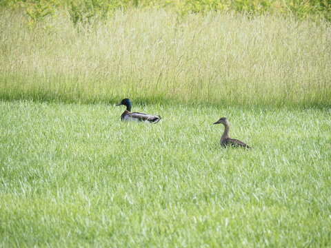 Ducks Walking Through the Grass