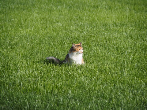 Cat surveying its domain. 