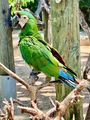 Obraz premium blue and yellow macaw