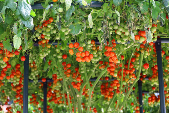 Abundant cherry tomatoes ripening on a vine trellis canopy
