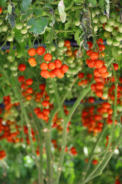 Abundant cherry tomatoes ripening on a vine trellis canopy
