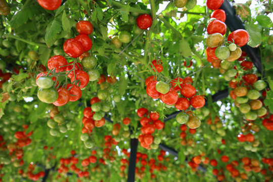 Abundant cherry tomatoes ripening on a vine trellis canopy
