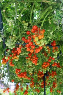 Abundant cherry tomatoes ripening on a vine trellis canopy
