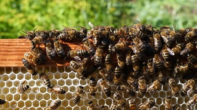Bees on honeycombs in the evening. 
In the evening bees are calm. Video for relaxation.
