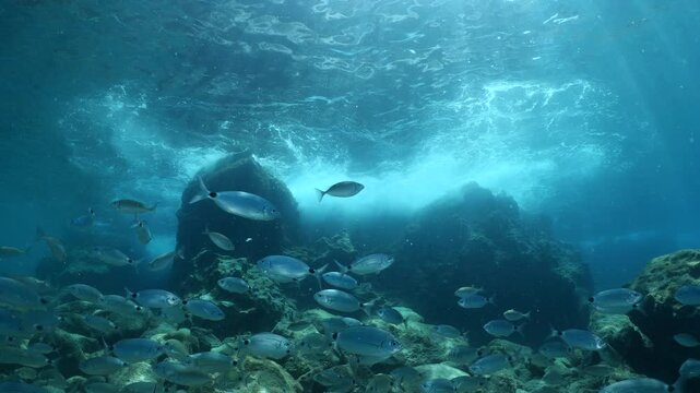 underwater fish scenery from mediterranean  sea breams ocean scenery underwater landscape seabreams  Diplodus sargus