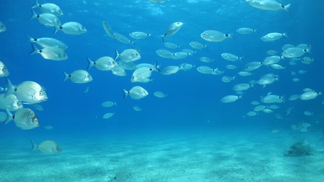 underwater fish scenery from mediterranean  sea breams ocean scenery underwater landscape seabreams  Diplodus sargus