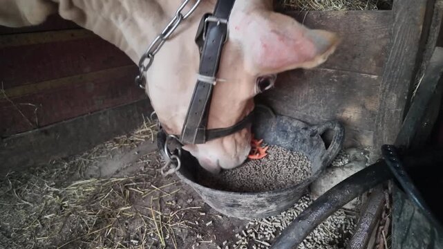 Slow-motion footage of a Jersey cow wearing a halter and an orange anti-suckling nose ring approaching a rubber feed tub and beginning to eat compound feed. The scene starts with the feeding area befo