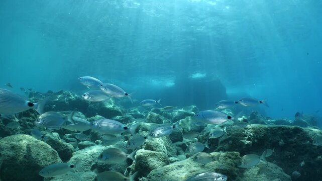 underwater fish scenery from mediterranean  sea breams ocean scenery underwater landscape seabreams  Diplodus sargus