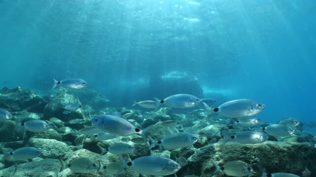 underwater fish scenery from mediterranean  sea breams ocean scenery underwater landscape seabreams  Diplodus sargus