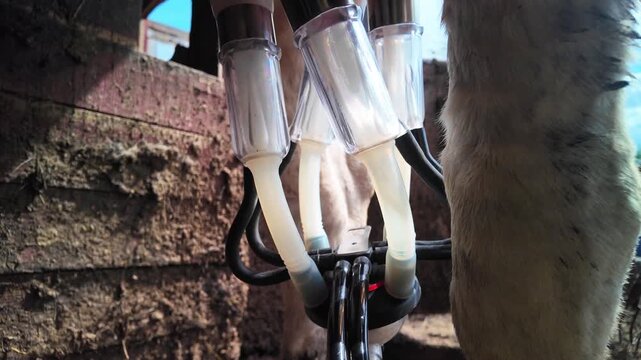 A serene and productive scene of cows undergoing their milking routine on a farm, viewed from the side showing their legs and udders. The setting includes wooden structures and metal milkyo.
