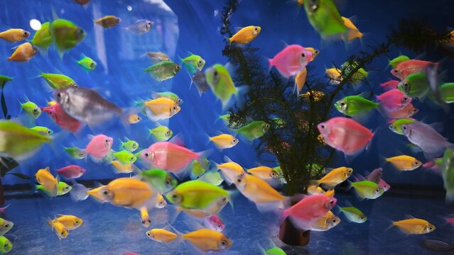 macro beautiful fish glo tetra fish danio rerio, different bright colors glofish