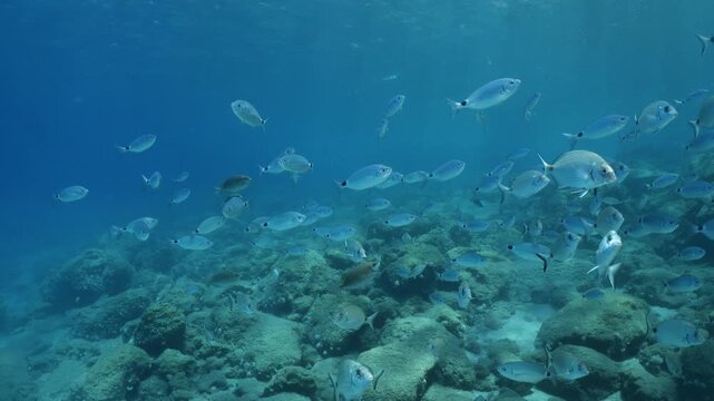 underwater fish scenery from mediterranean  sea breams ocean scenery underwater landscape seabreams  Diplodus sargus