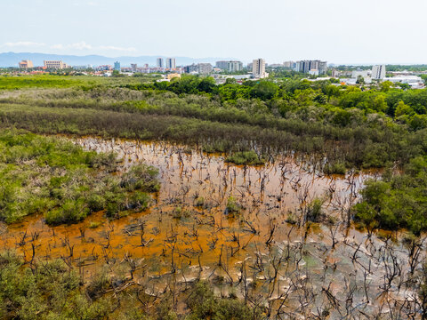 Aerial view of Estero El Salado mangrove protected natural area with dense vegetation and calm waters, situated adjacent to the urban skyline of Puerto Vallarta, Jalisco, Mexico.