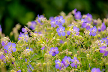 Obraz premium Selective focus of blue violet flowers in the garden, Geranium maculatum the wild geranium is a perennial plant native to woodland in eastern North America, Natural floral pattern background.