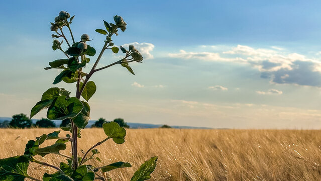 A peaceful, solitary plant with seed heads standing in an open wheat field under a blue sky. A close-up of the field before the harvest.
